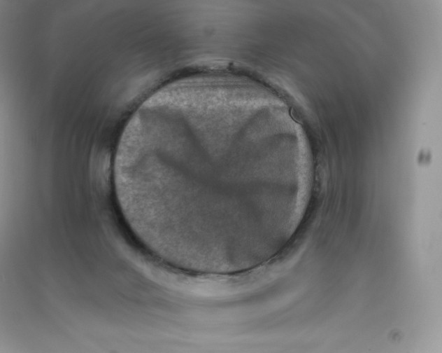 X0000090730024200708171956