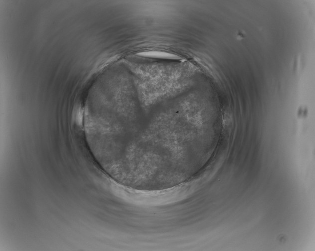 X0000090730046200708171956