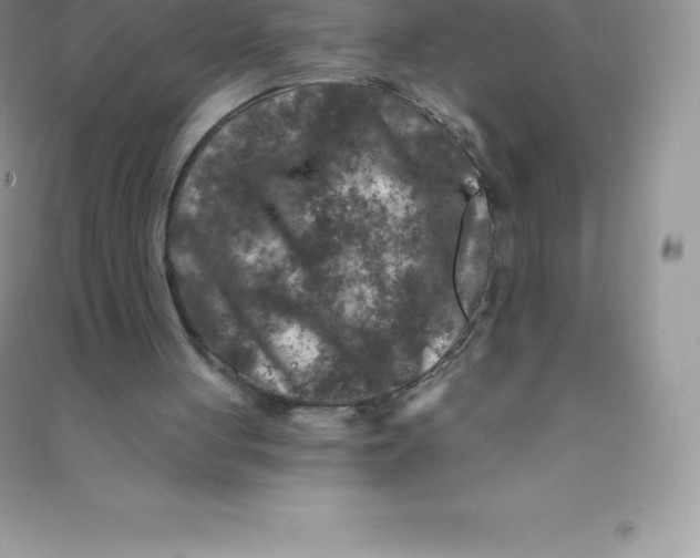 X0000090730051200708171955