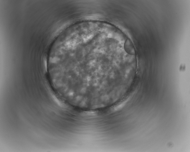 X0000090730061200708171955