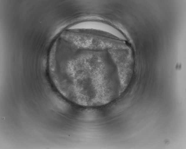 X0000090730063200708171955