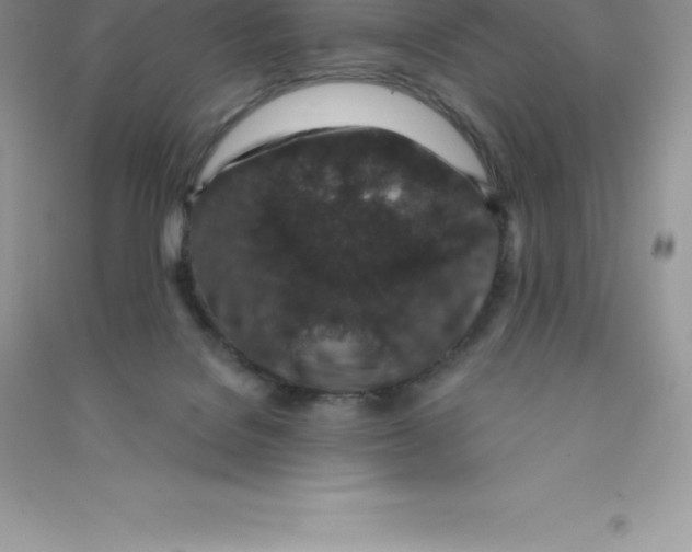 X0000090730076200708171955