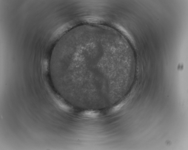 X0000090730117200708171955