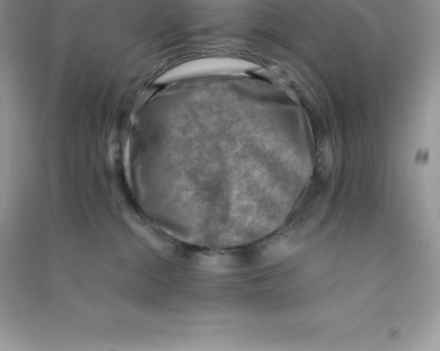 X0000090730284200708171953