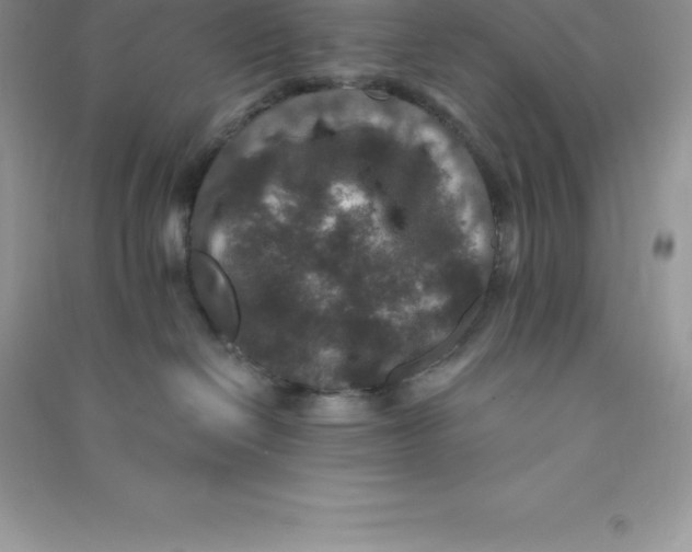 X0000090730286200708171953