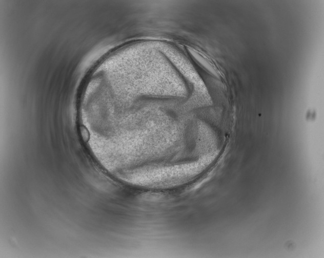 X0000090730294200708171953