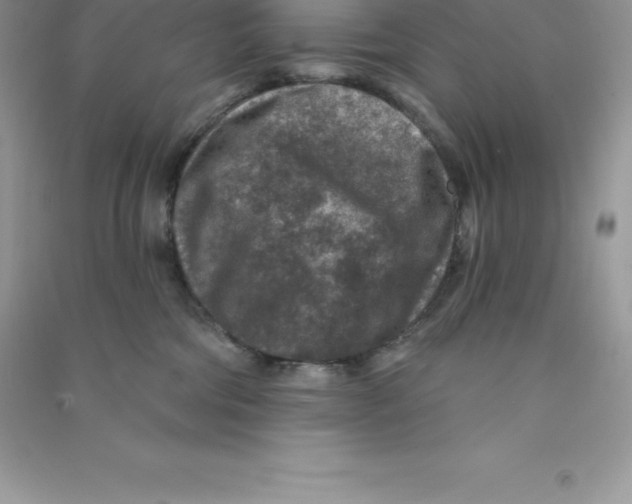 X0000090730330200708171952