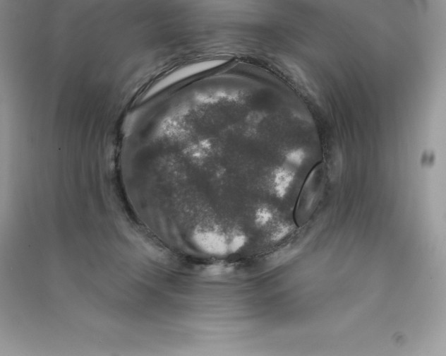 X0000090730366200708171952