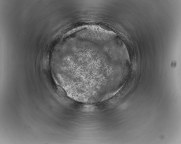 X0000090730376200708171952