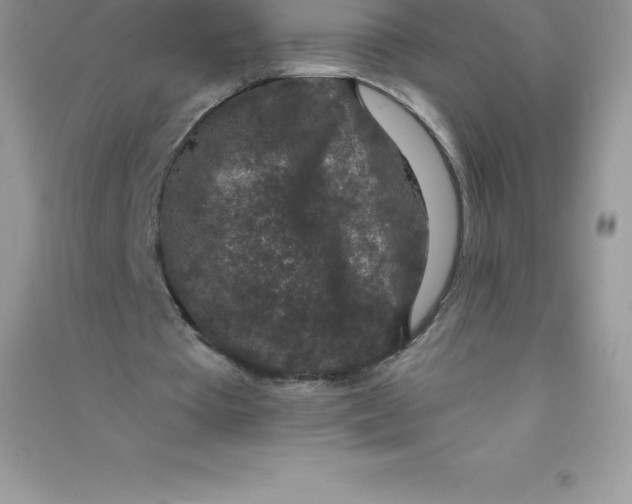 X0000090730385200708171951