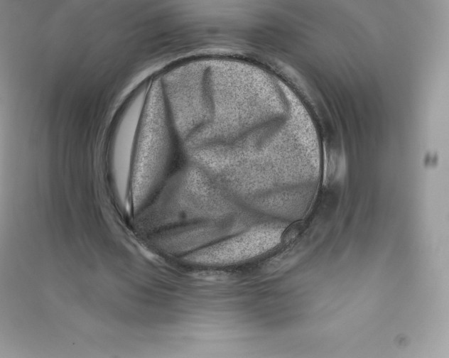 X0000090730435200708171950