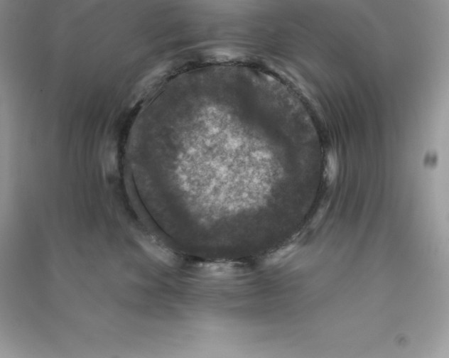 X0000090730524200708171950