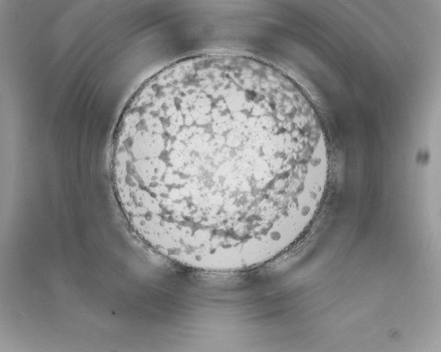 X0000090730856200708171946