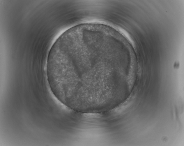 X0000090730863200708171946