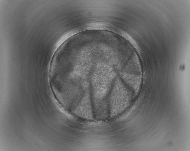 X0000090731386200708171938