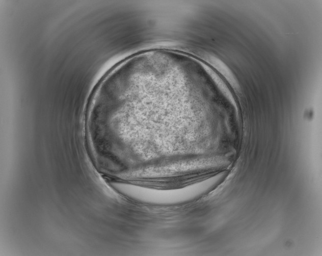 X0000090731436200708171938