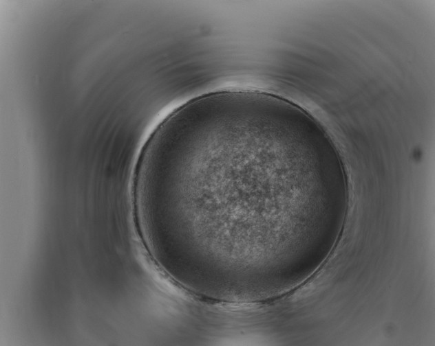 X0000090740864200707271423