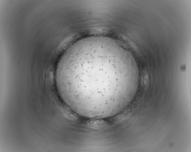 X0000090740716200708101703