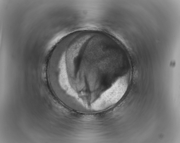 X0000090741455200708101652