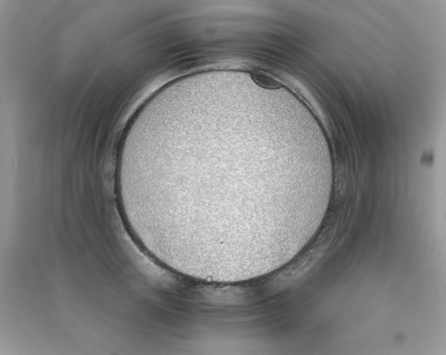 X0000090740851200708172006