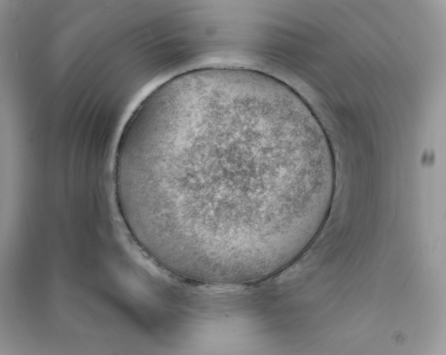 X0000090740864200708172006