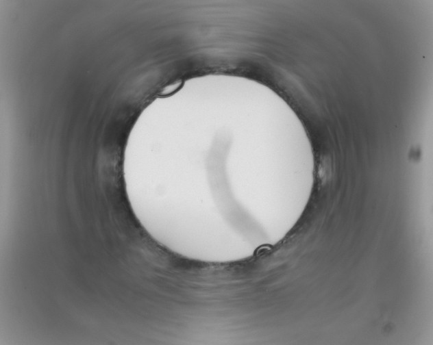 X0000090740867200708172005