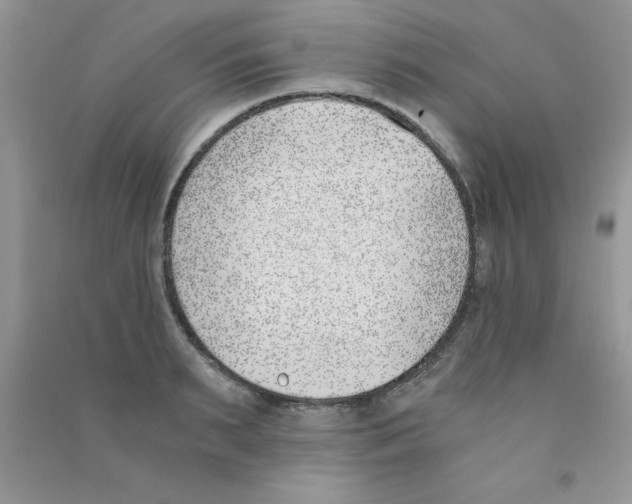 X0000090740895200708172005