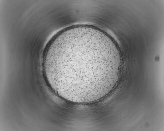 X0000090741124200708172002