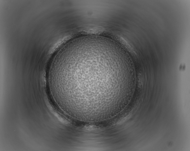 X0000090750634200708031609