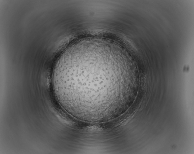 X0000090750644200708031609