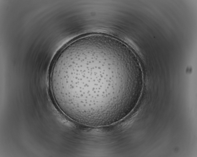 X0000090751028200708031603