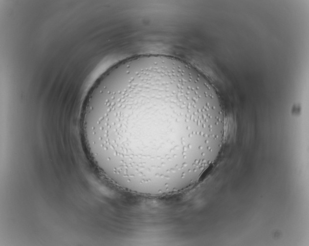 X0000090750195200708172034