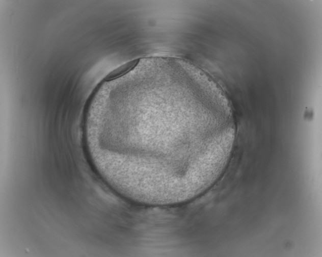 X0000090750290200708172033