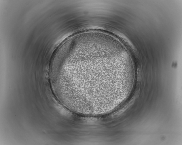 X0000090750785200708172026