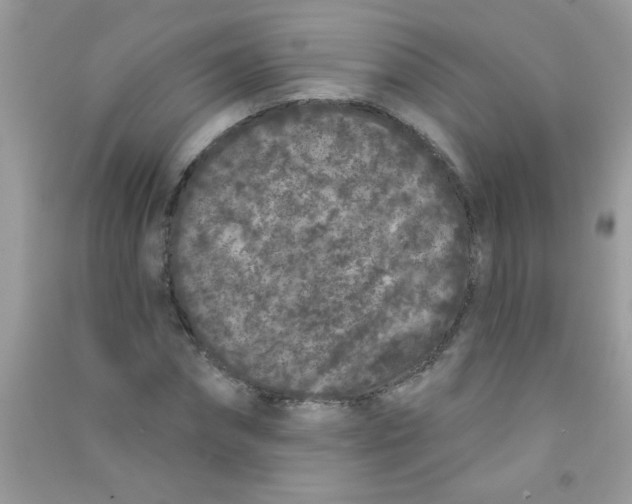 X0000090750874200708172025