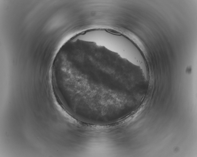 X0000090750958200708172025