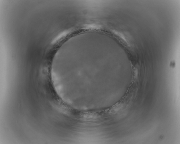 X0000090751254200708172020