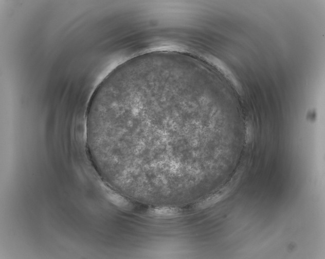 X0000090751274200708172020