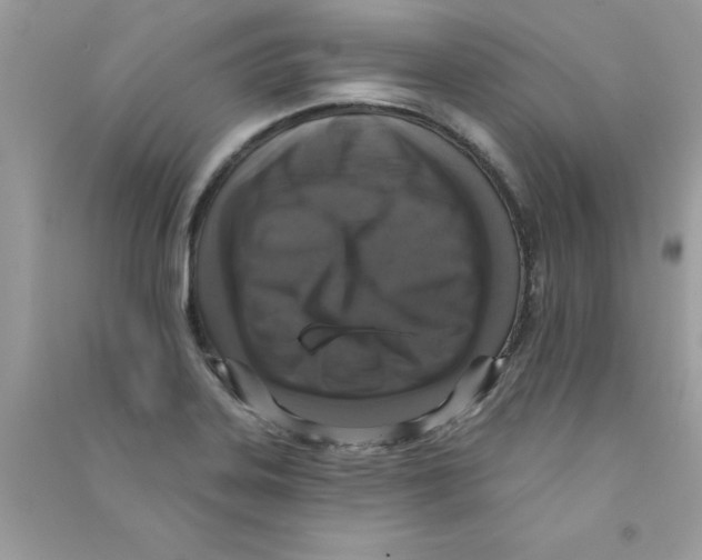 X0000090751323200708172020