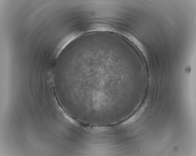 X0000090751385200708172019