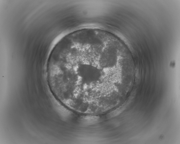X0000090751466200708172018