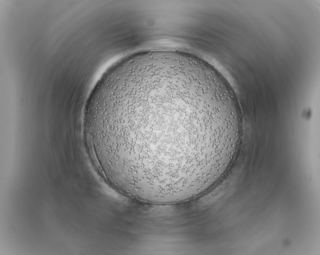 X0000090751477200708172018