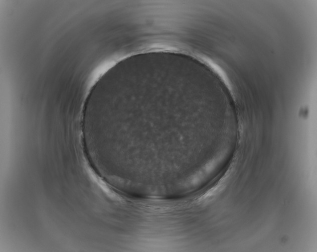 X0000090761373200707201455