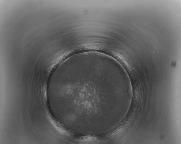 X0000090760398200707271510