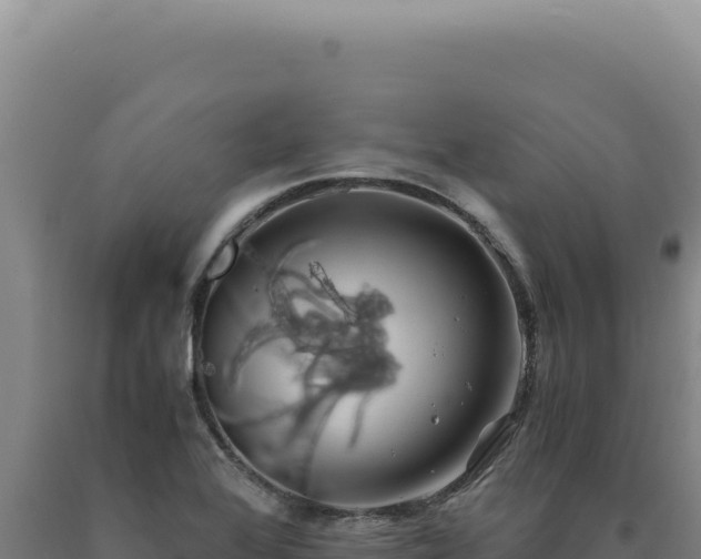 X0000090761368200707271457