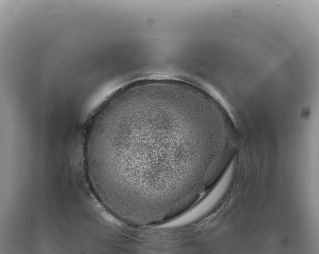 X0000090761456200707271456