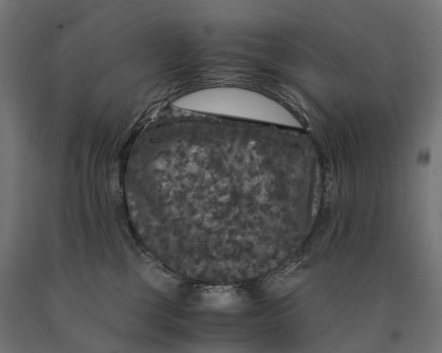 X0000090760377200708031635