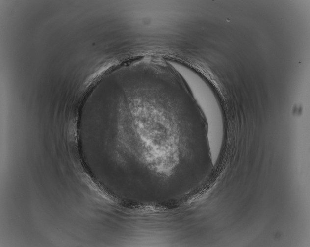 X0000090760585200708031632