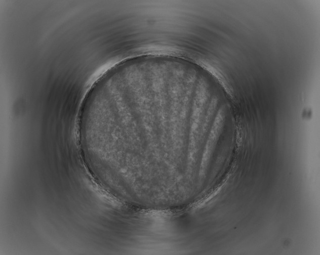 X0000090761074200708031625