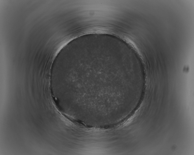 X0000090761081200708031625